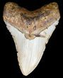 Megalodon Tooth - North Carolina #59087-1
